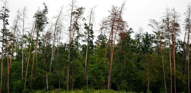 У Черкаському лісгоспі проходитиме санітарна вирубка лісу