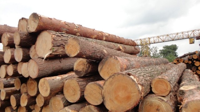 <b>У Черкасах деревообробники зірвали аукціон з продажу деревини</b>