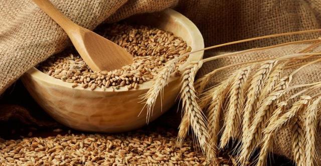 Більше 70 % зерна пшениці нового урожаю в області – продовольче