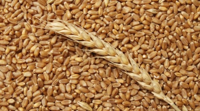 <b>На Черкащині зібрали 3 мільйони тонн зернових</b>