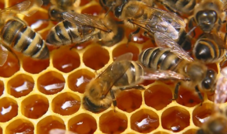 Бджолярів запрошують на стажування до Польщі 