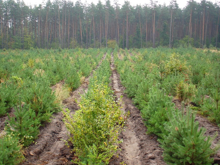 Держлісгоспи області практично вичерпали  резерви для створення нових лісів 