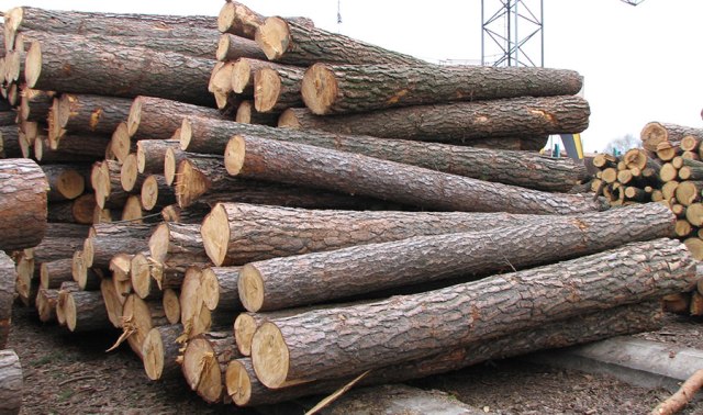 <b>На аукціоні в Черкасах реалізували 50 тис. кбм деревини</b>