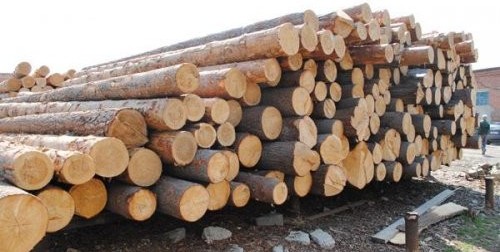 Черкаське військове лісництво продаватиме деревину з аукціону 