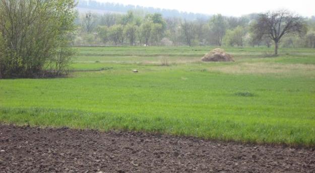 Чорнобаївському товариству незаконно виділили 400 га землі в оренду 