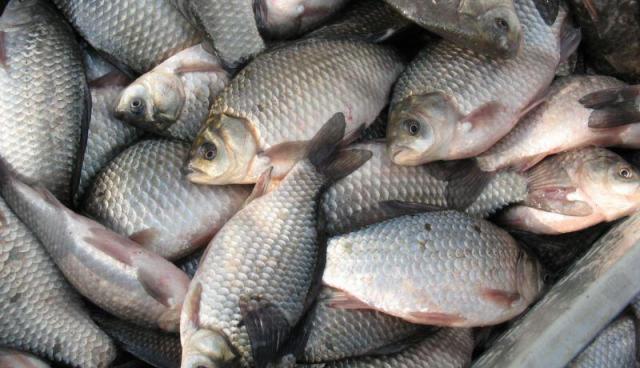 <b>На Черкащині зросли обсяги вилову риби</b>