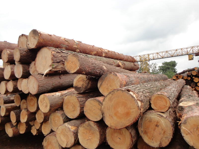 Черкаське військове лісництво продасть деревину з аукціону