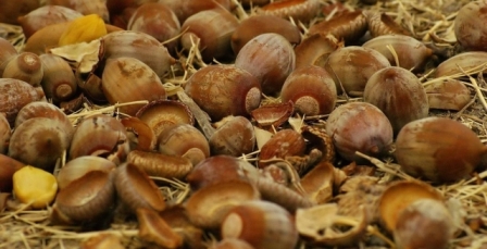 Черкаські лісівники заготовили майже 40 тон насіння