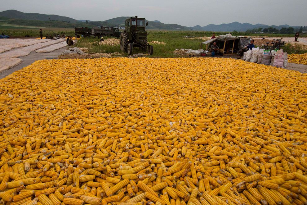 На Черкащині за допомогою аграрних розписок вже законтрактовано  5 тис. тонн кукурудзи   